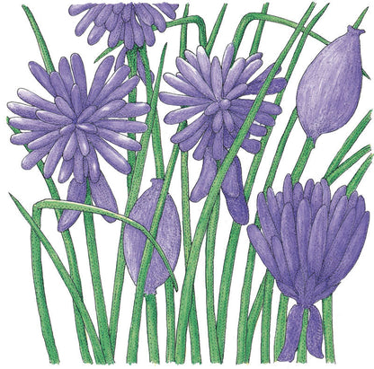 Common Chives seeds from Seedtime Store, purple flowering chives with green stems on Tampa Home & Garden Store