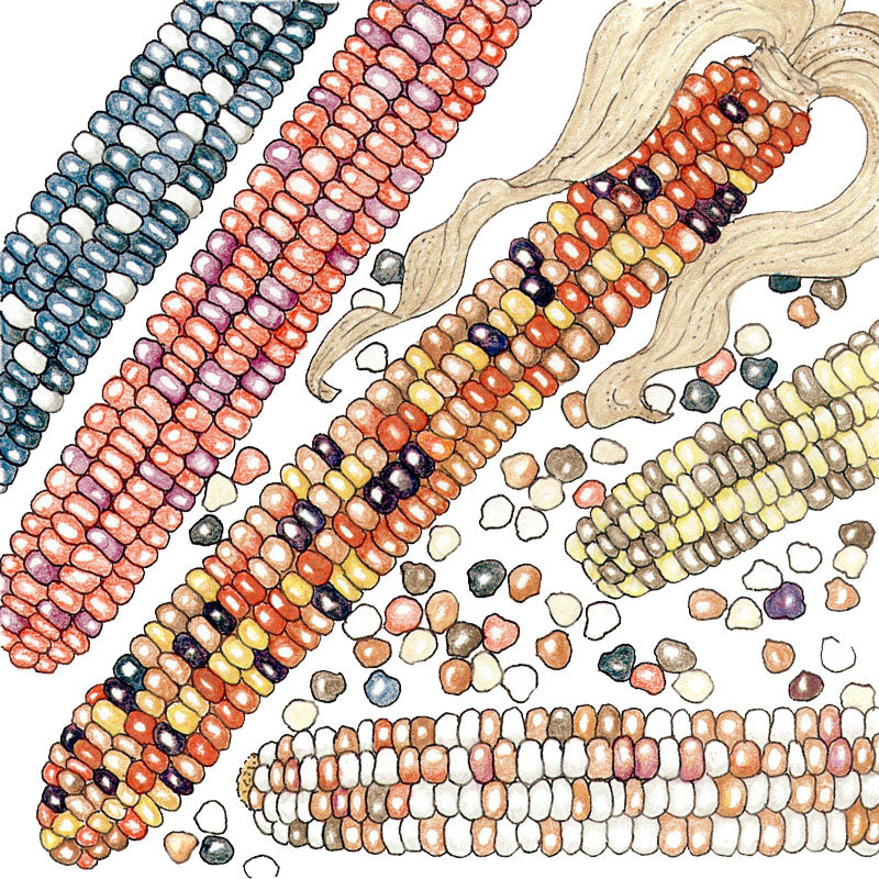Graines de maïs Painted Mountain (biologiques)