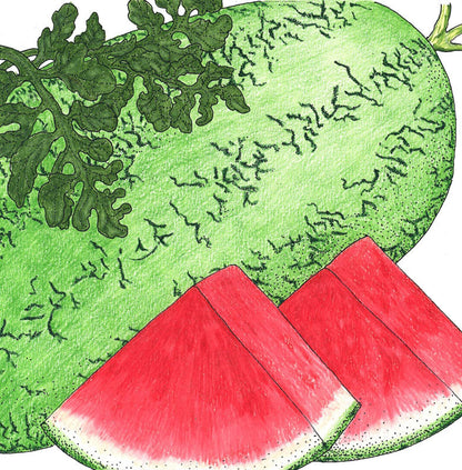 Crimson Sweet Watermelon Seeds by Seedtime Store, green rind with red flesh on Tampa Home & Garden Store