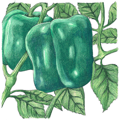 Cal Wonder Sweet Pepper seeds two green bell peppers illustration on Tampa Home & Garden Store