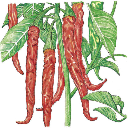 Cayenne Slim Hot Pepper seeds by Seedtime Store, red elongated pods on green vines on Tampa Home & Garden Store