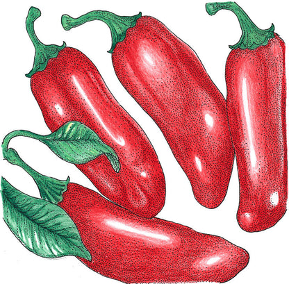 Early Jalapeño hot pepper seeds four red jalapeño peppers with green stems on Tampa Home & Garden Store