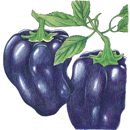 Purple Beauty Sweet Pepper seeds by Seedtime Store, two purple peppers on a leafy vine, on Tampa Home & Garden Store