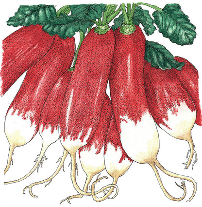 French Breakfast radish seeds illustration showing red-tipped roots and green leafy tops Seedtime Store on Tampa Home & Garden Store