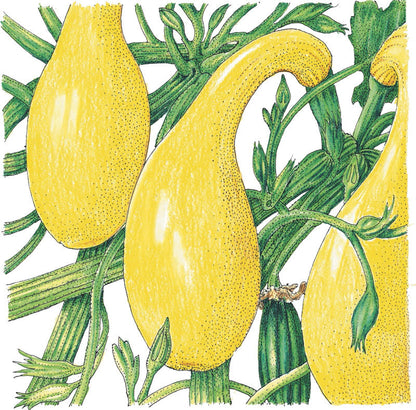 Early Crookneck Summer Squash seeds from Seedtime Store; yellow crookneck squash on green vines on Tampa Home & Garden Store