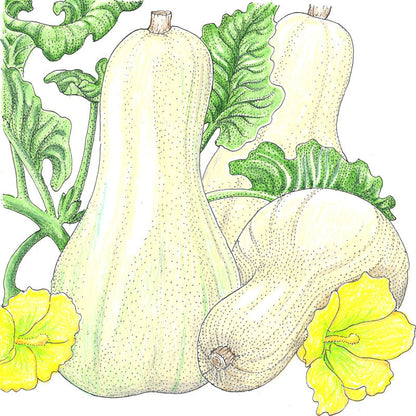 Butternut winter squash seeds illustration showing two pale elongated squash vines and blossoms on Tampa Home & Garden Store
