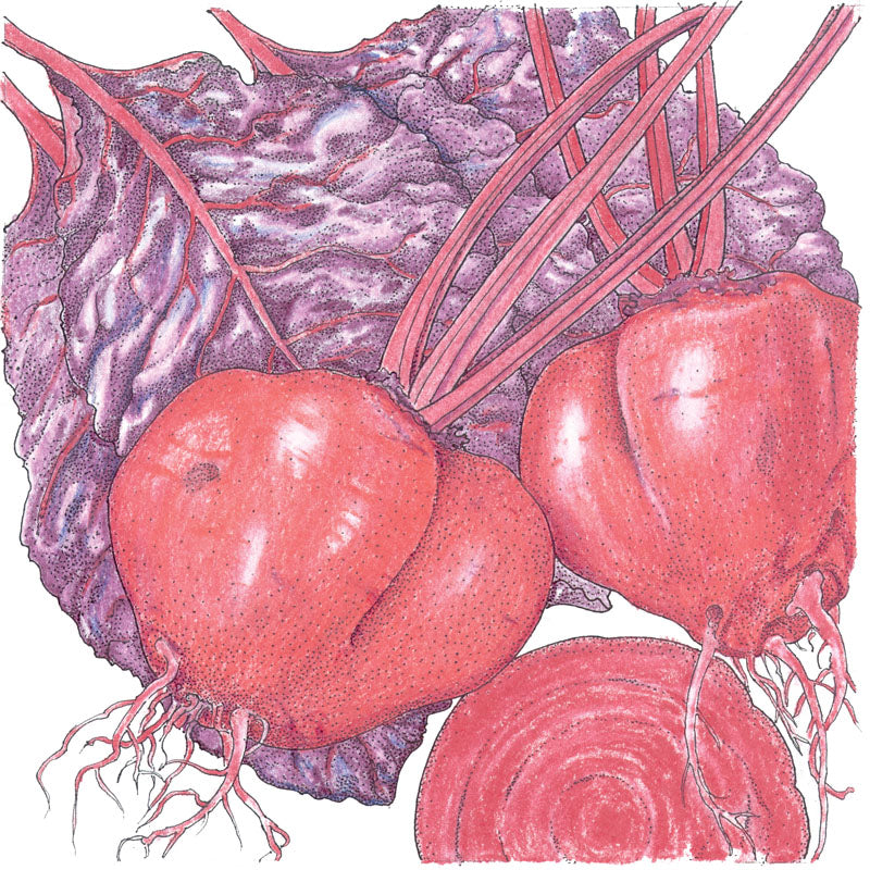 Graines de betterave sanguine de taureau (biologiques)