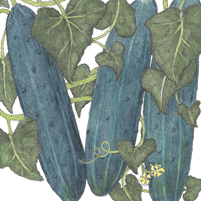 Marketmore 76 Cucumber seeds blue-green cucumbers on leafy vines on Tampa Home & Garden Store