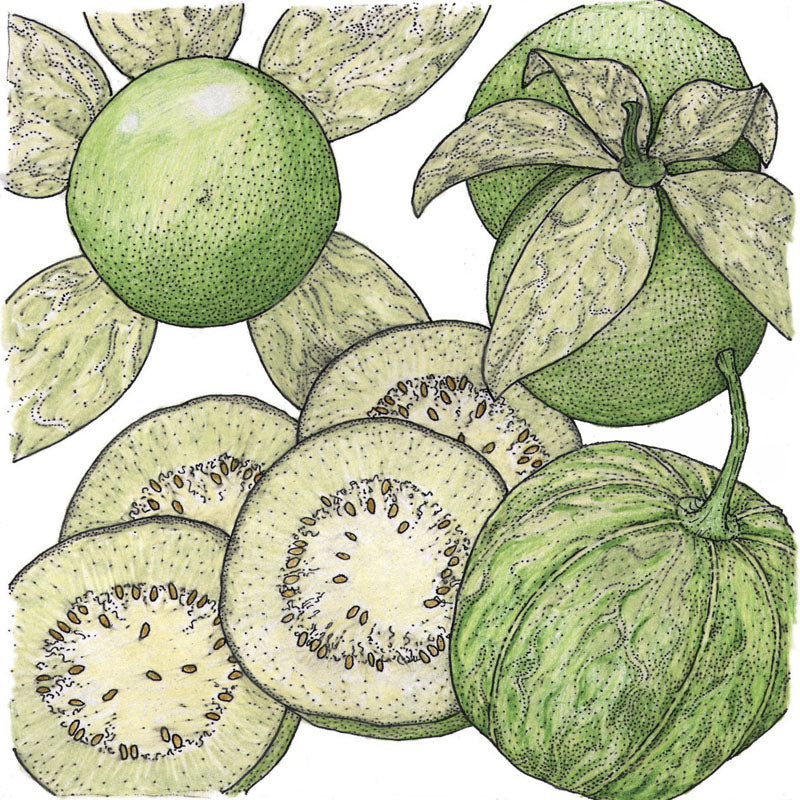 Graines de tomatillos verdes (biologiques)