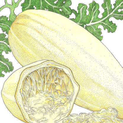 Spaghetti Winter Squash seeds two yellow squash pieces, whole and cut with stringy flesh on Tampa Home & Garden Store
