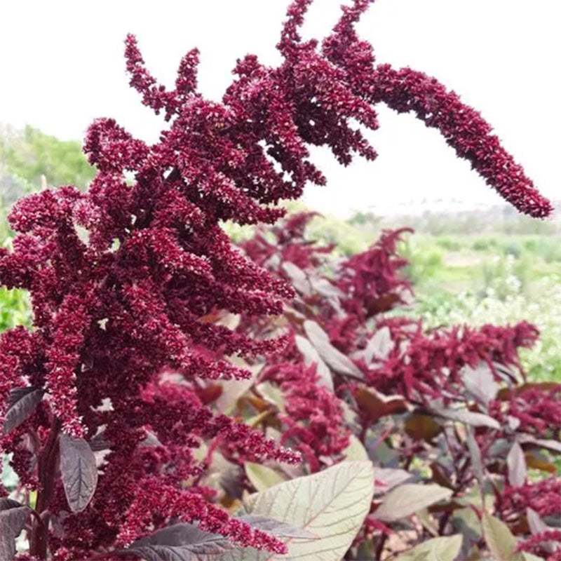 Graines de fleurs d'amarante à teinture rouge Hopi