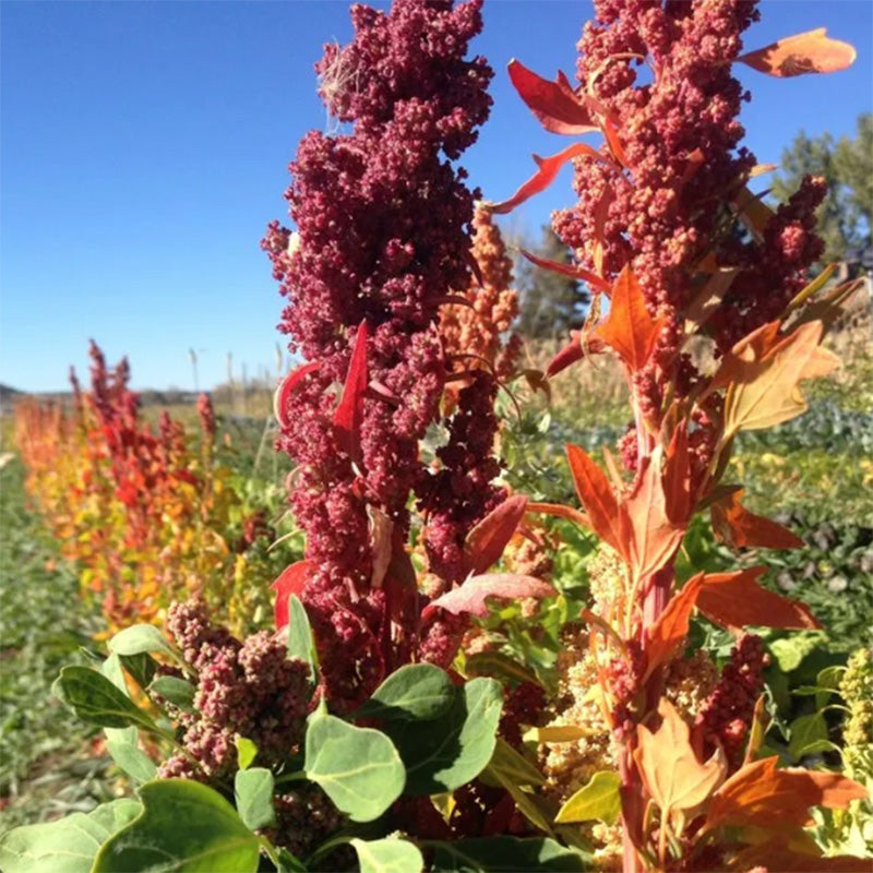 Mélange de graines de quinoa High Desert