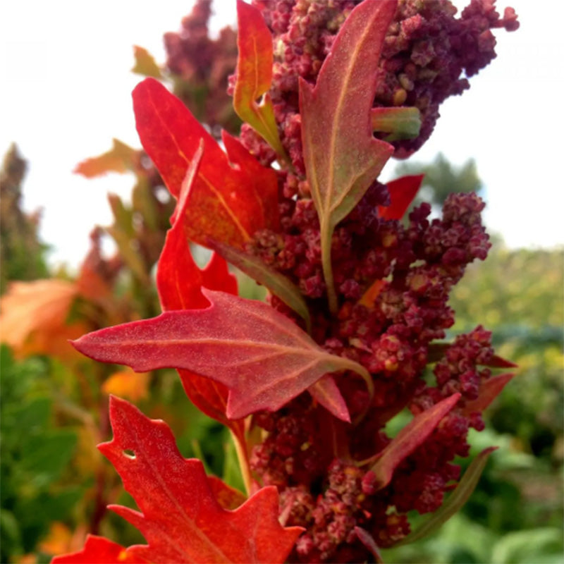 Mélange de graines de quinoa High Desert