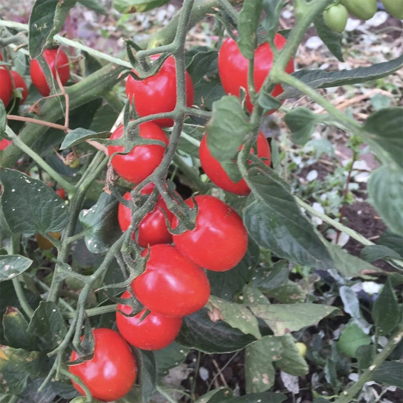 Graines de tomates cerises Gardener's Sweetheart