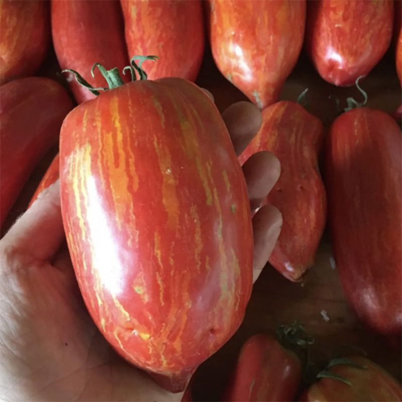 Graines de tomates romaines rayées