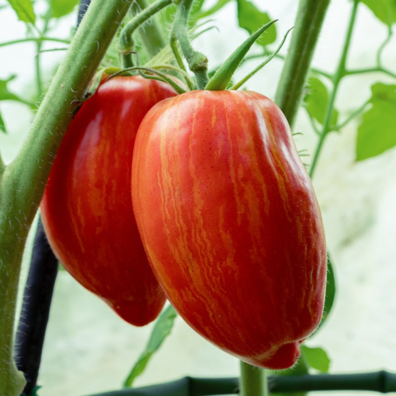 Graines de tomates romaines rayées