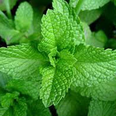 SPEARMINT (Mint) Seeds - Tampa Home & Garden Store