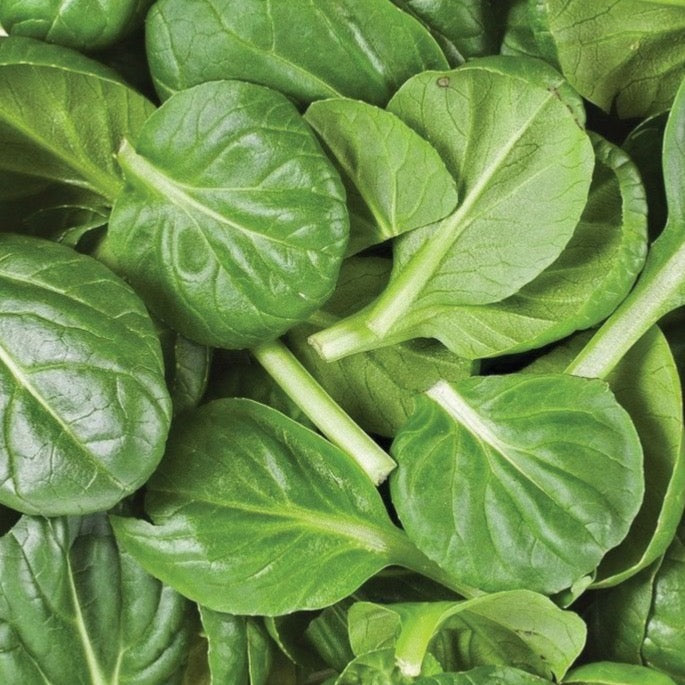 Spinach leaves close-up, vibrant green, fresh greens on Tampa Home & Garden Store
