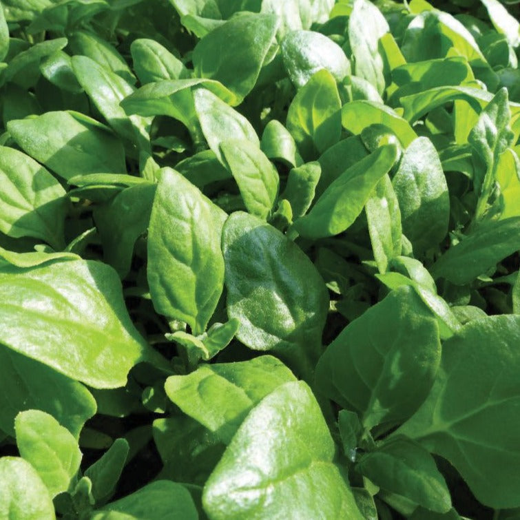 Spinach seeds New Zealand Spinach leaves close-up, vibrant green foliage on Tampa Home & Garden Store
