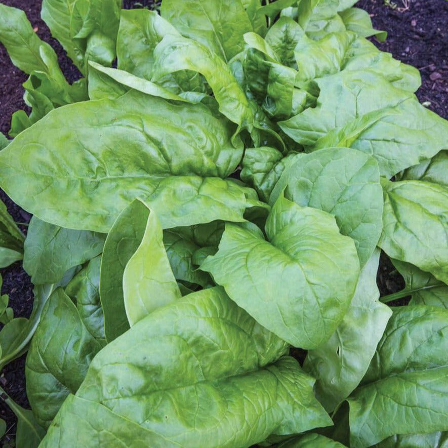 Viroflay Spinach leaves in a garden bed; bright green, Seedtime Store seeds on Tampa Home & Garden Store