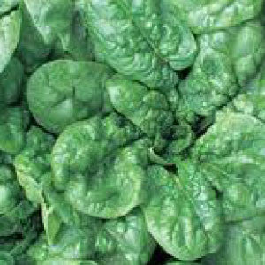 SPINACH Seeds, Bloomsdale - Tampa Home & Garden Store