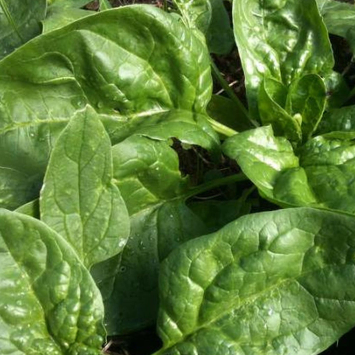 Winter Giant Spinach leaves, large glossy green, Seedtime Store spinach seeds on Tampa Home & Garden Store
