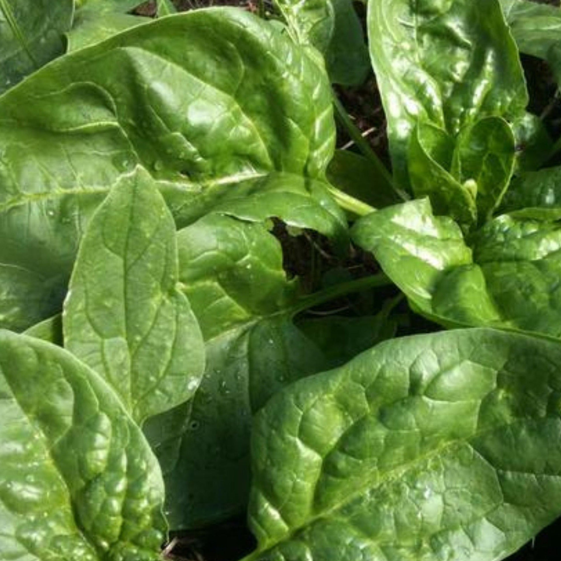 Winter Giant Spinach leaves, large glossy green, Seedtime Store spinach seeds on Tampa Home & Garden Store