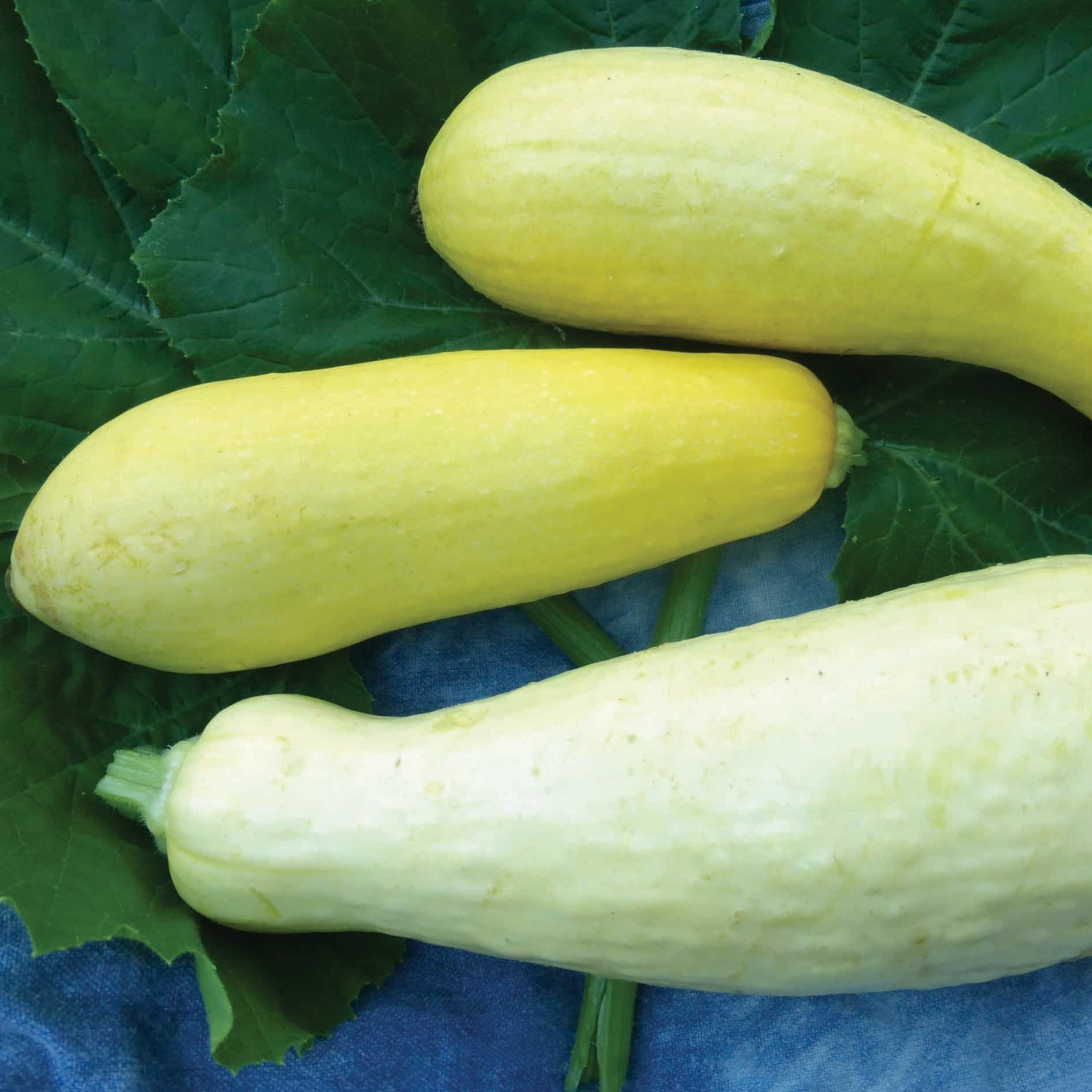 Early Prolific Straightneck Summer Squash seeds pale yellow elongated fruits Seedtime Store on Tampa Home & Garden Store