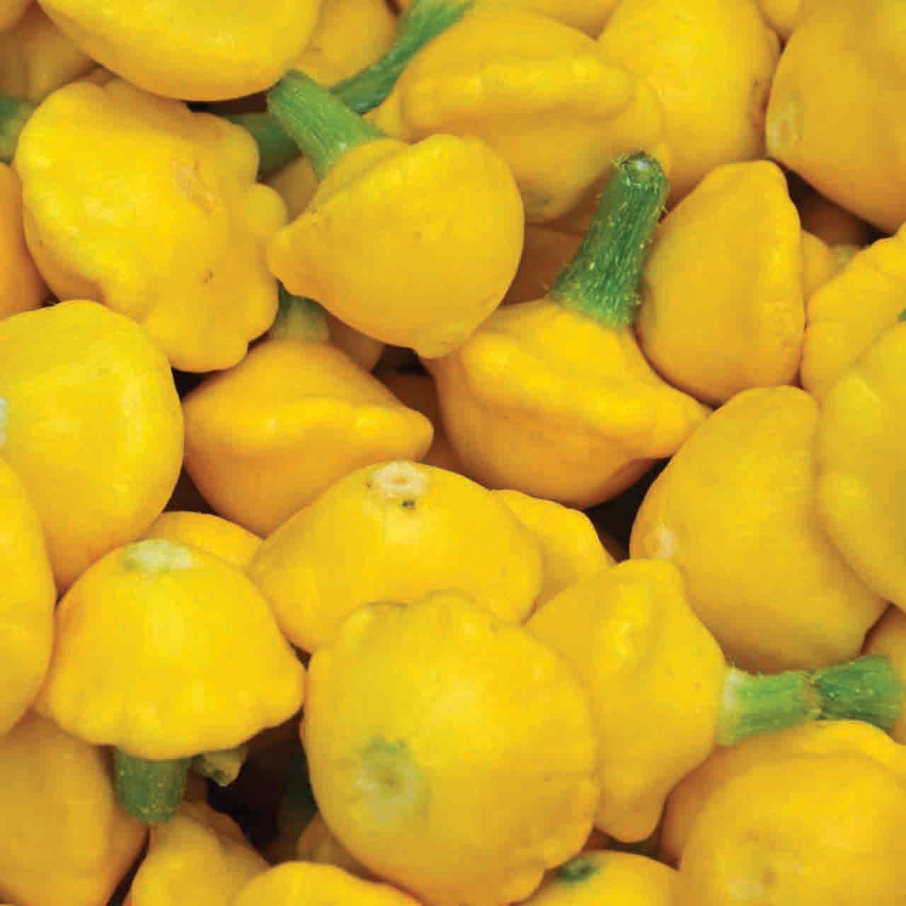 Yellow scallop squash pile; bright patty-pan gourds with green stems Seedtime Store on Tampa Home & Garden Store