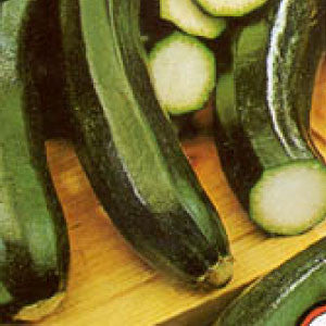 SQUASH Seeds, Black Beauty - Tampa Home & Garden Store