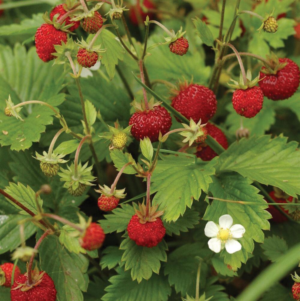 Alexandria Strawberry (Everbearing) seeds – red berries on a strawberry plant with white flower on Tampa Home & Garden Store