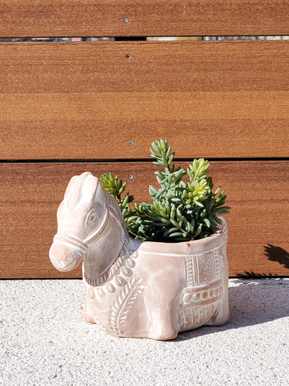 Terracotta horse planter with green succulents, KORISSA plant decor on Tampa Home & Garden Store
