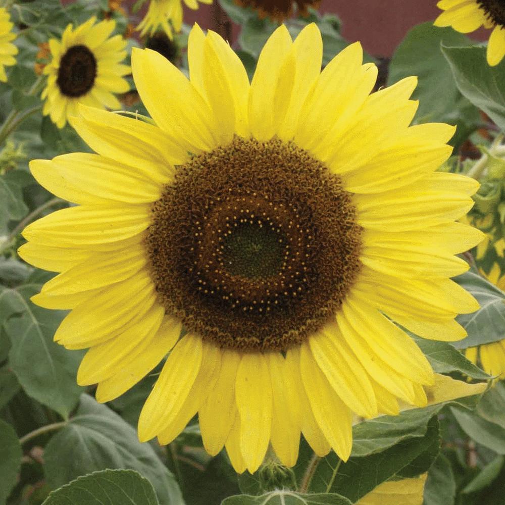 Lemon Queen Sunflower seeds with bright yellow petals and dark brown center Seedtime Store on Tampa Home & Garden Store