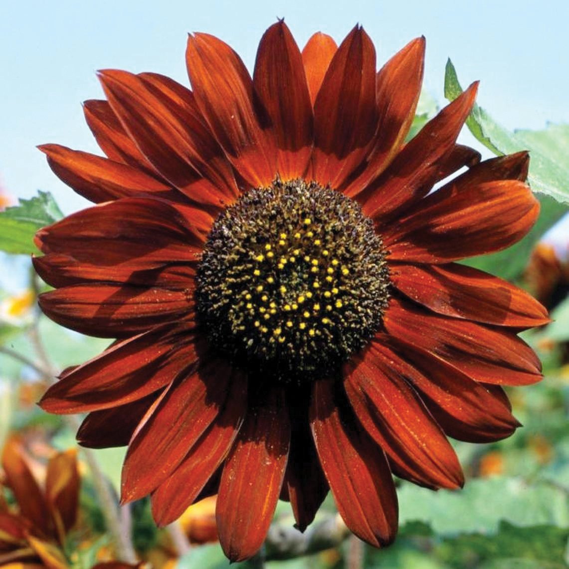 Velvet Queen Sunflower seeds red-brown petals with dark center Seedtime Store on Tampa Home & Garden Store