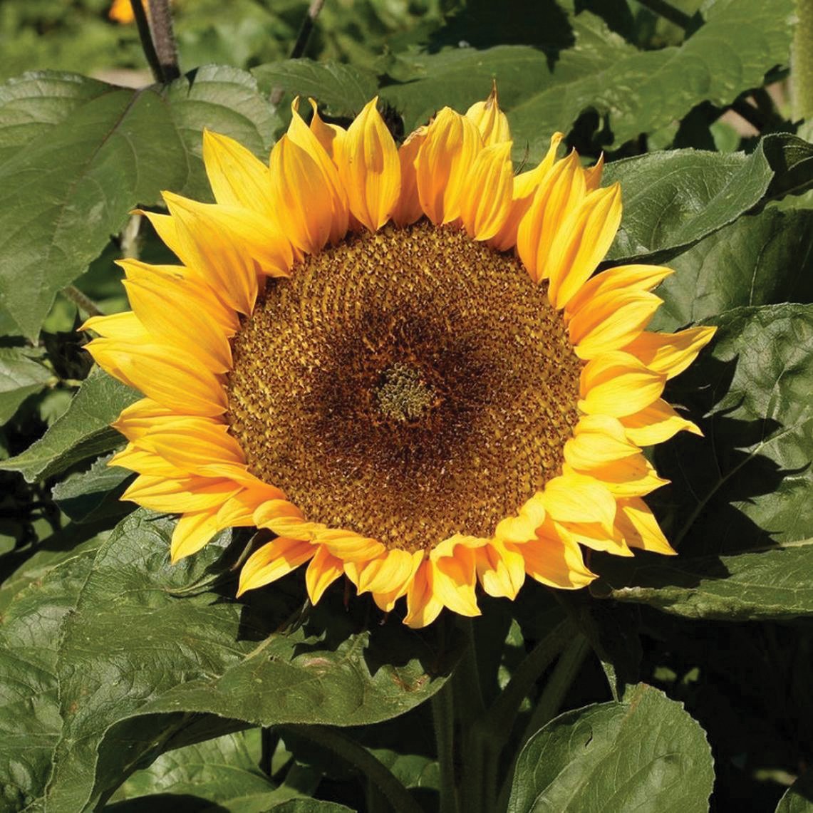 Sunspot Dwarf Sunflower seeds in bloom with bright yellow petals and brown center on Seedtime Store on Tampa Home & Garden Store
