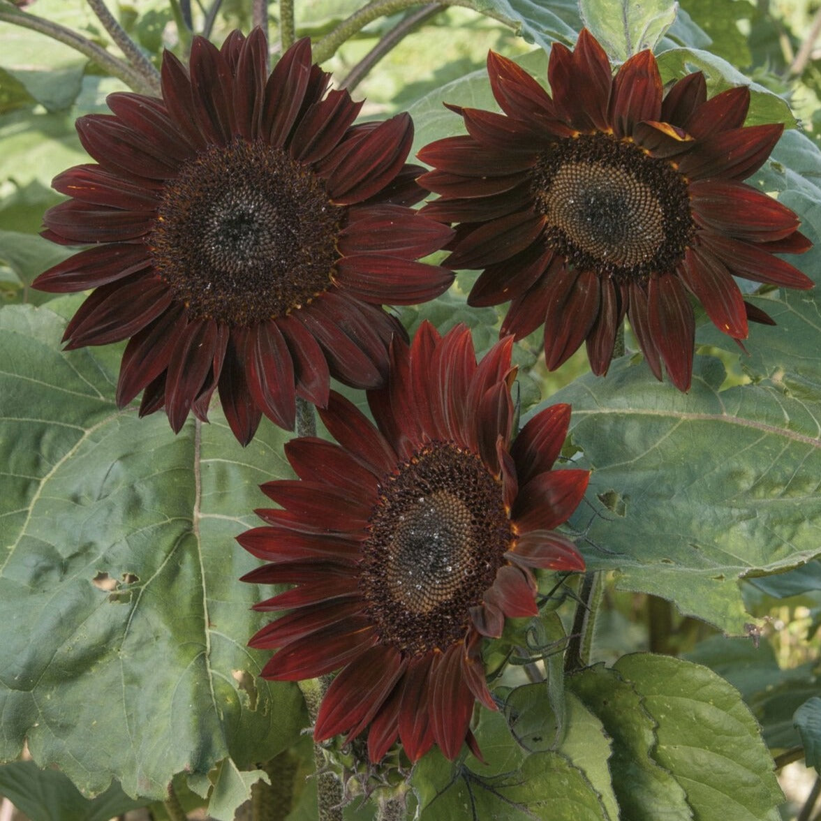 Chocolate Cherry Sunflower seeds with dark red blooms and large centers on green leaves on Tampa Home & Garden Store