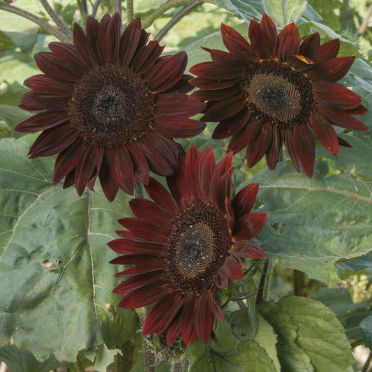 Chocolate Cherry Sunflower seeds with dark red blooms and large centers on green leaves on Tampa Home & Garden Store