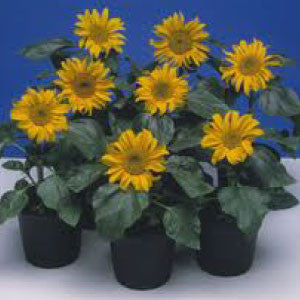 SUNFLOWER Seeds, Incredible Dwarf - Tampa Home & Garden Store