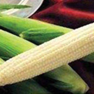 SWEET CORN Seeds, Silver King White - Tampa Home & Garden Store