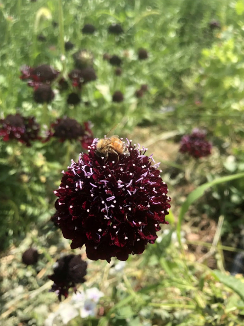 Semillas de escabiosa caballero negro