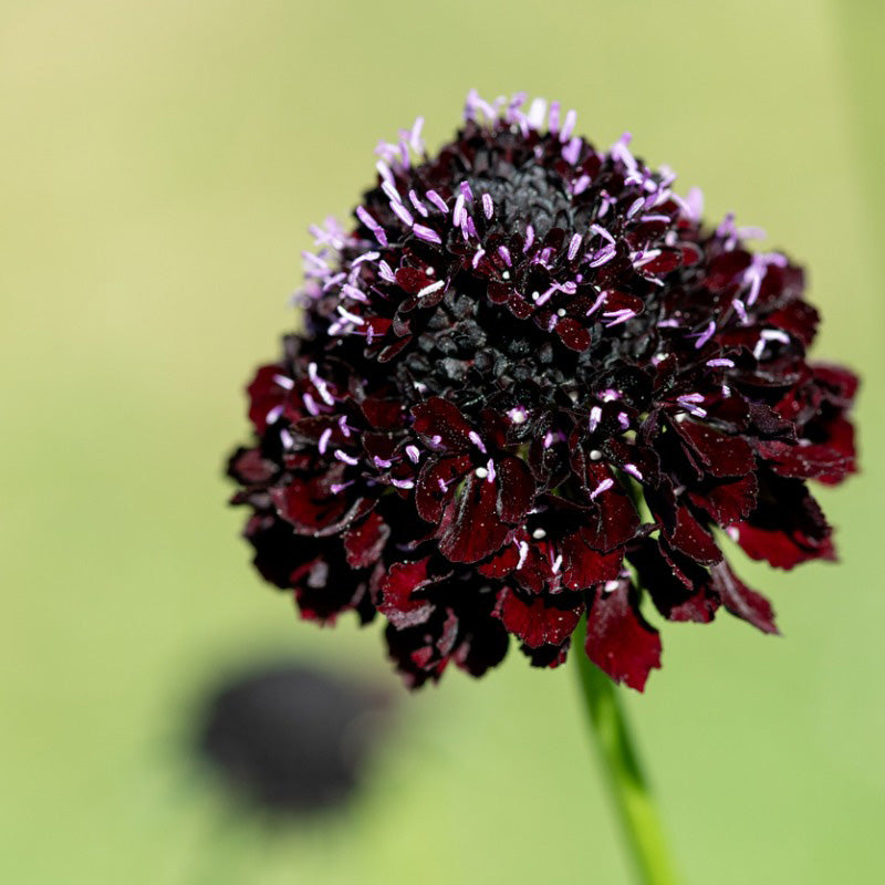 Semillas de escabiosa caballero negro