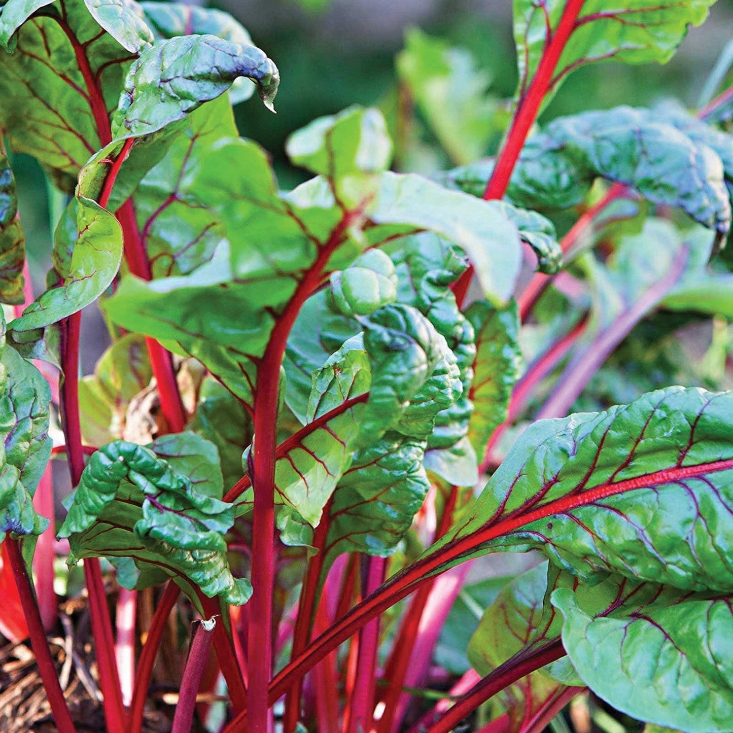 Rhubarb Swiss chard plant with vibrant red stalks and crinkled green leaves on Tampa Home & Garden Store