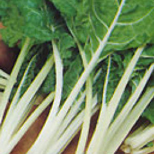 SWISS CHARD Seeds, Fordhook Giant - Tampa Home & Garden Store