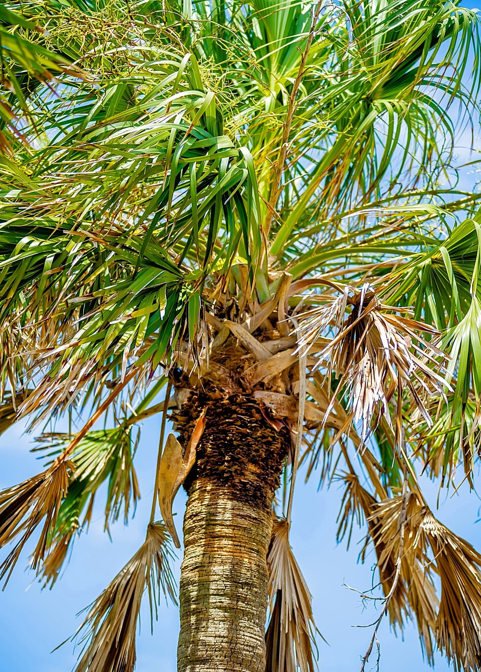 Sabal Palm Tree (Sabal palmetto) - Tampa Home & Garden Store