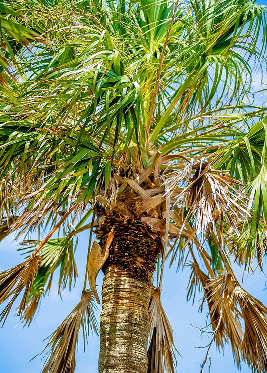 Sabal Palm Tree (Sabal palmetto) - Tampa Home & Garden Store
