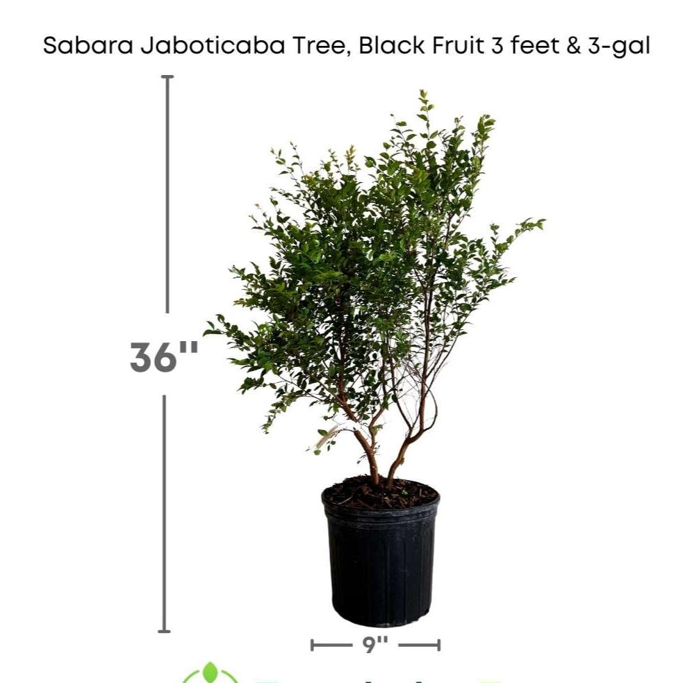 Jaboticaba Tree. 3 gallon retailer pot.