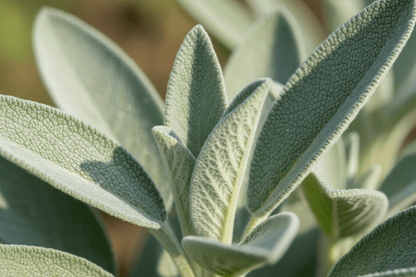 Sage Grow Kit - Tampa Home & Garden Store