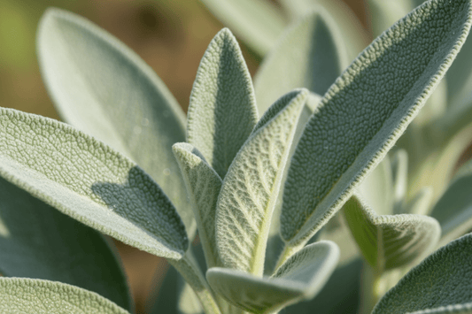 Sage Grow Kit - Tampa Home & Garden Store