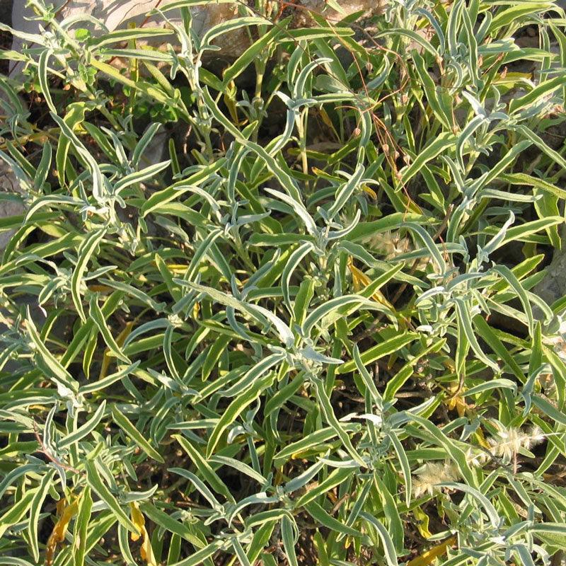 Sage Seeds (Organic) - Tampa Home & Garden Store