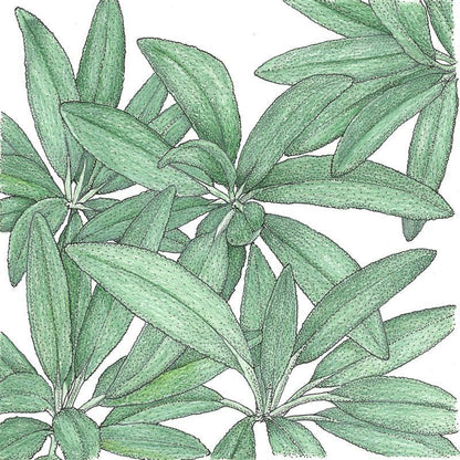 Sage Seeds (Organic) - Tampa Home & Garden Store